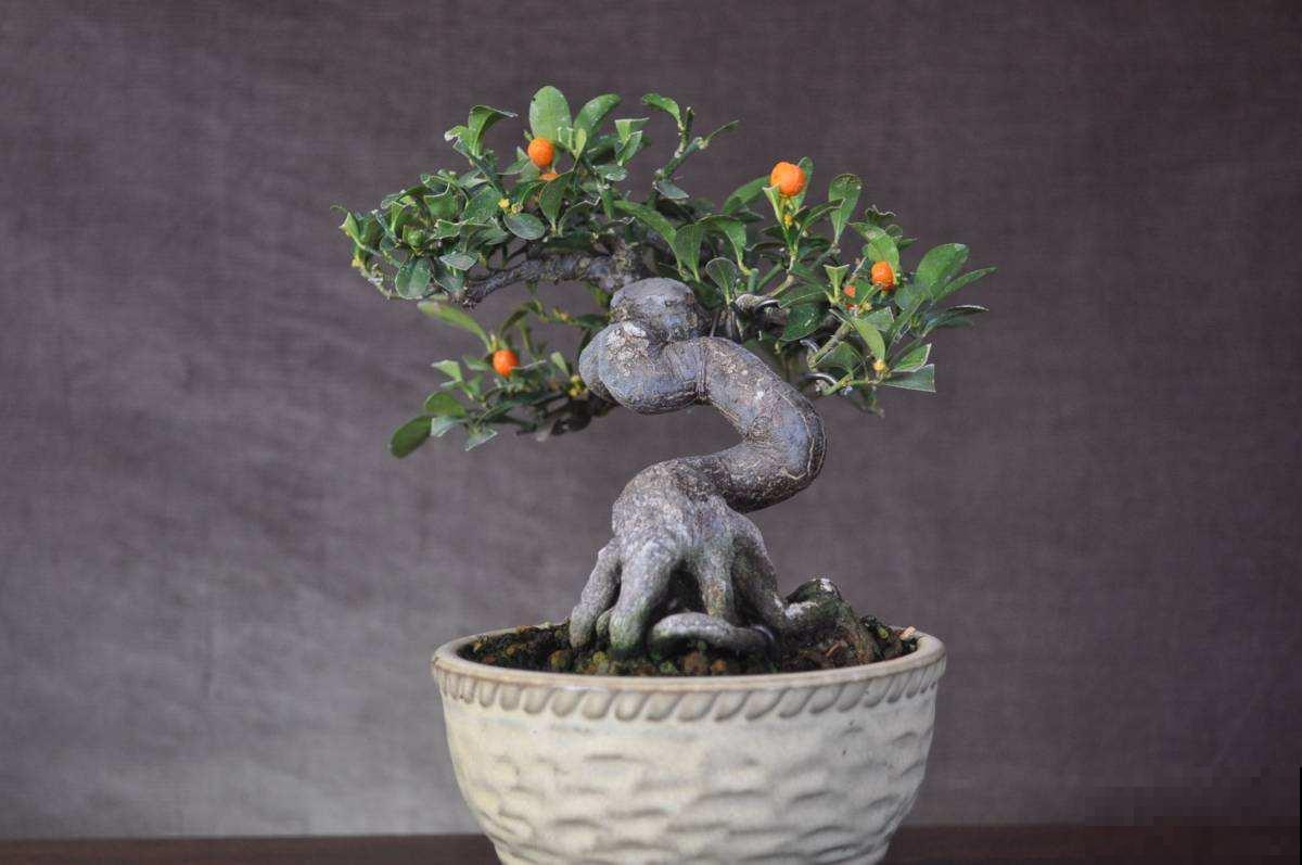 她家养一盆金豆，黄灿灿挂满枝头好吉祥，邻居看了眼馋要命！