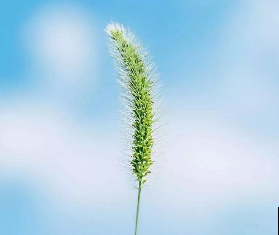 别再稀里糊涂的养花了，这5个时期，不知道真是亏大了！
