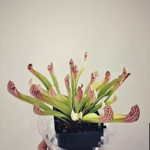 她的家里摆满了花，非但不乱还美得像花园，朋友来了不想走！