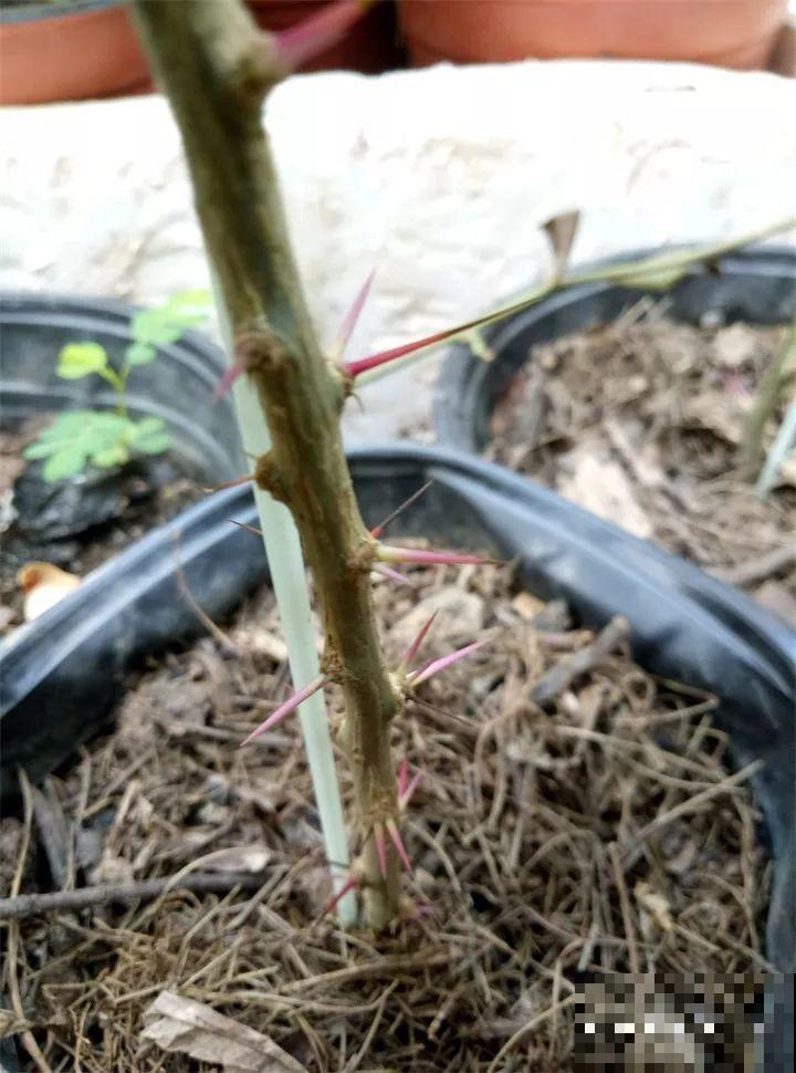 蟹爪兰绑树枝上，花量猛增不烂根，咋养都不死！