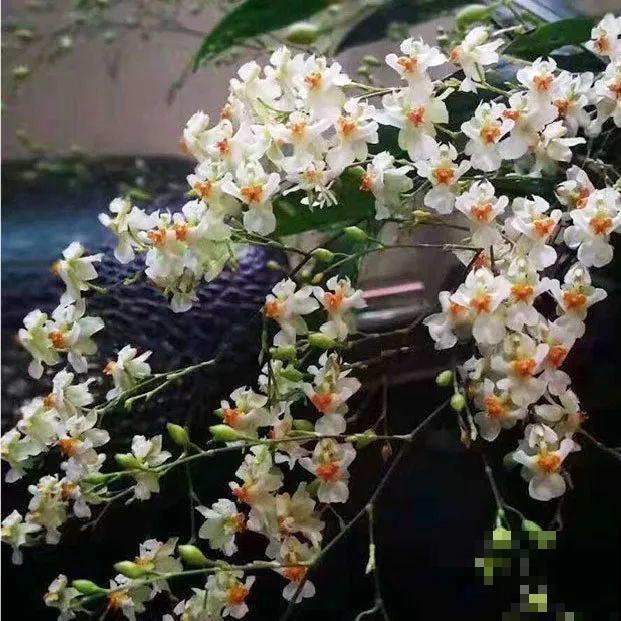 这种耐阴花，摆家里有格调，邻居串门都夸好看！