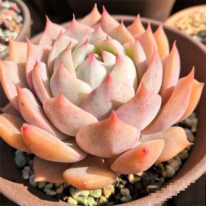 秋冬养了这种花，只要给它晒太阳，不用施肥都长胖！