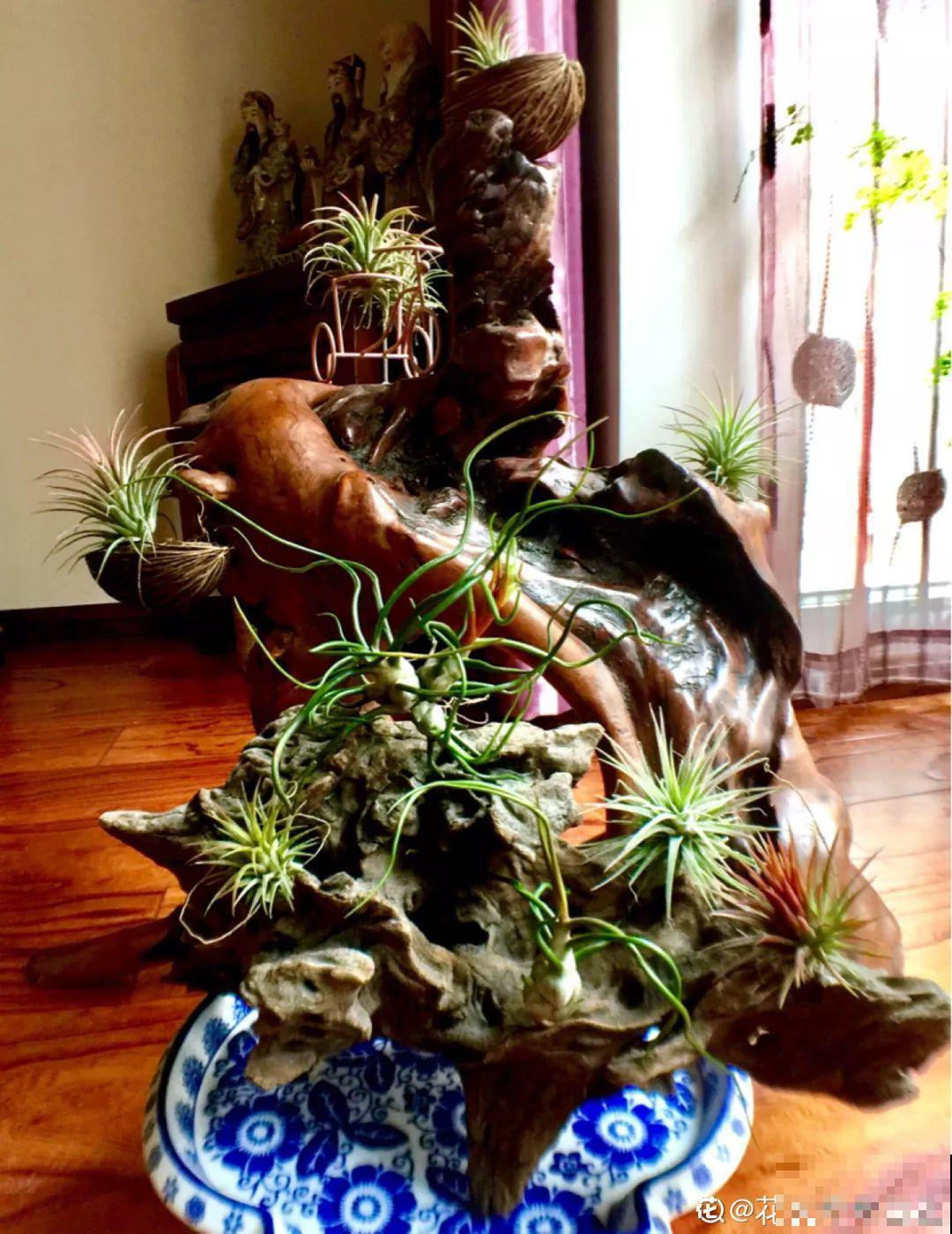 4种花不能用土养，一浇水就烂根，后悔都来不及！