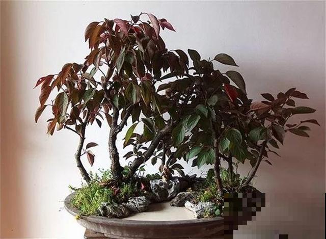 大爷不抽烟不喝酒，就爱捡酒瓶种花，养养就成传家宝