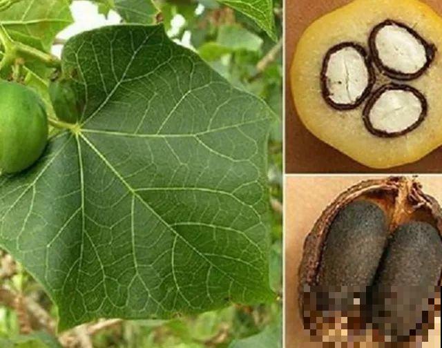 这15种花，别乱碰、别乱吃，家里能不养就不养！