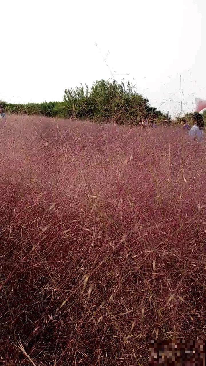 城里人喜欢在家养的野草，看着不起眼，开起花来太震撼了