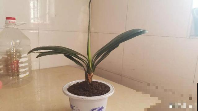 8种花秋冬要穷养，水一多就烂根，再不救只剩空盆！