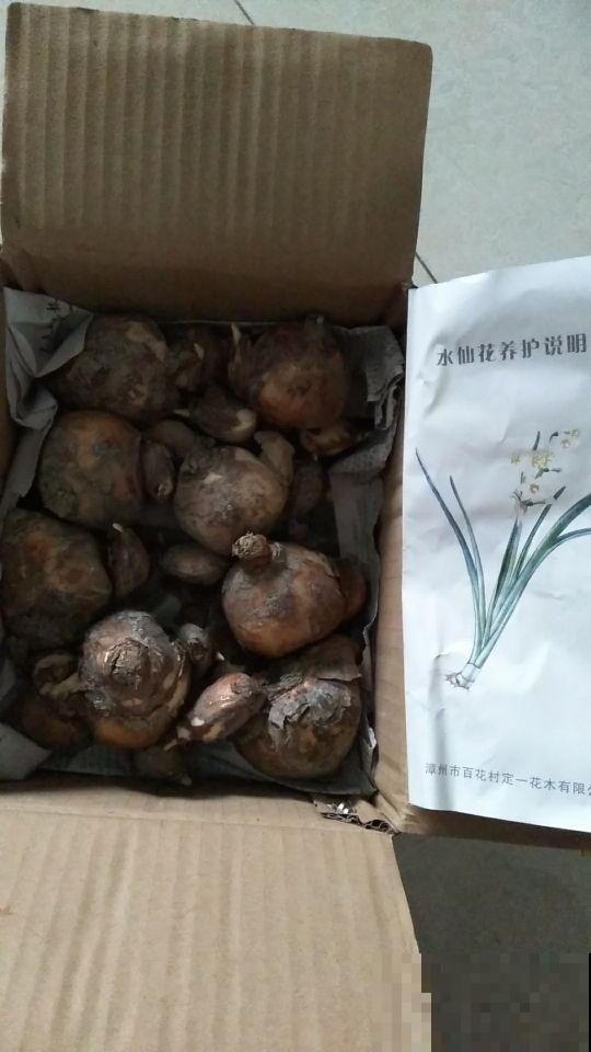 这花根茎像大蒜，开花却精巧华美像凤凰，现在正是结果期！