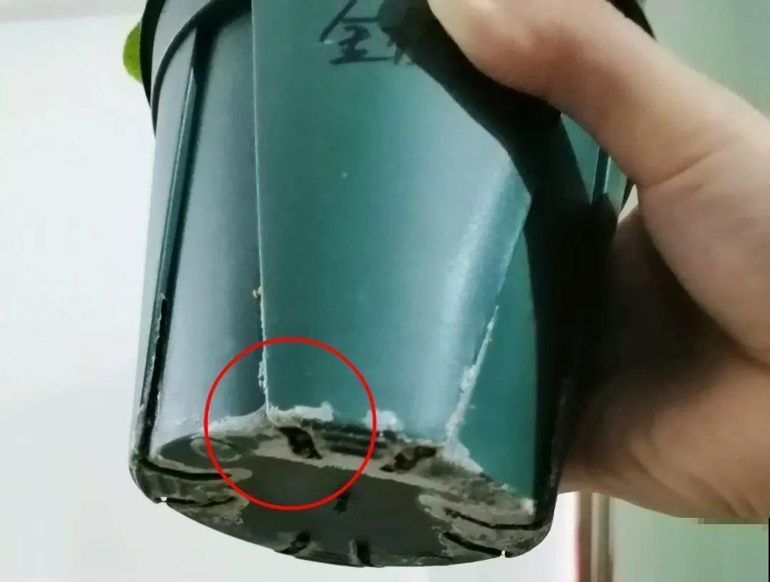 花盆里出现这东西，预示着好换盆了，不然一浇水就烂根！