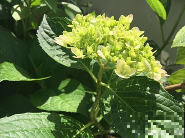 红掌变绿掌，别急着扔，搬屋里缓缓，还有救
