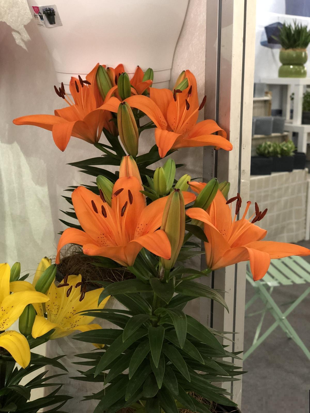 家里有百合，养护种球是关键，种球好了爆盆不难