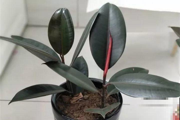 40种常见花，冬天就这么养，叶子绿油油照开不误！