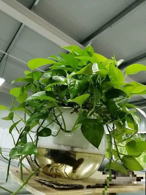水培瓶里能养小鱼？别惊讶，还有养龙虾的呢！