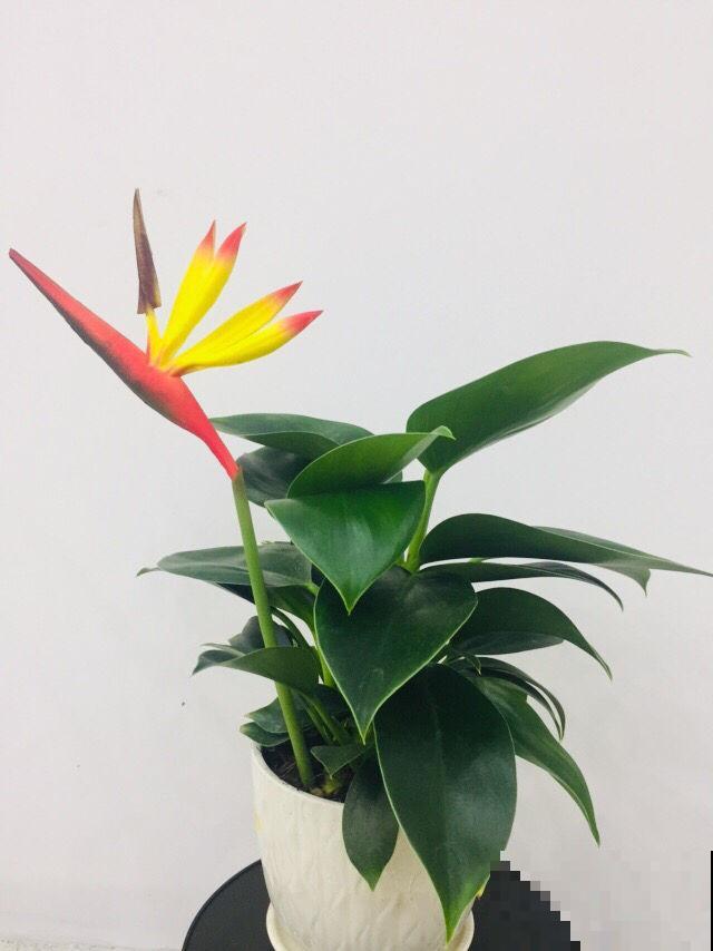 5种花，光听名字就想养一盆，尤其是最后一种！