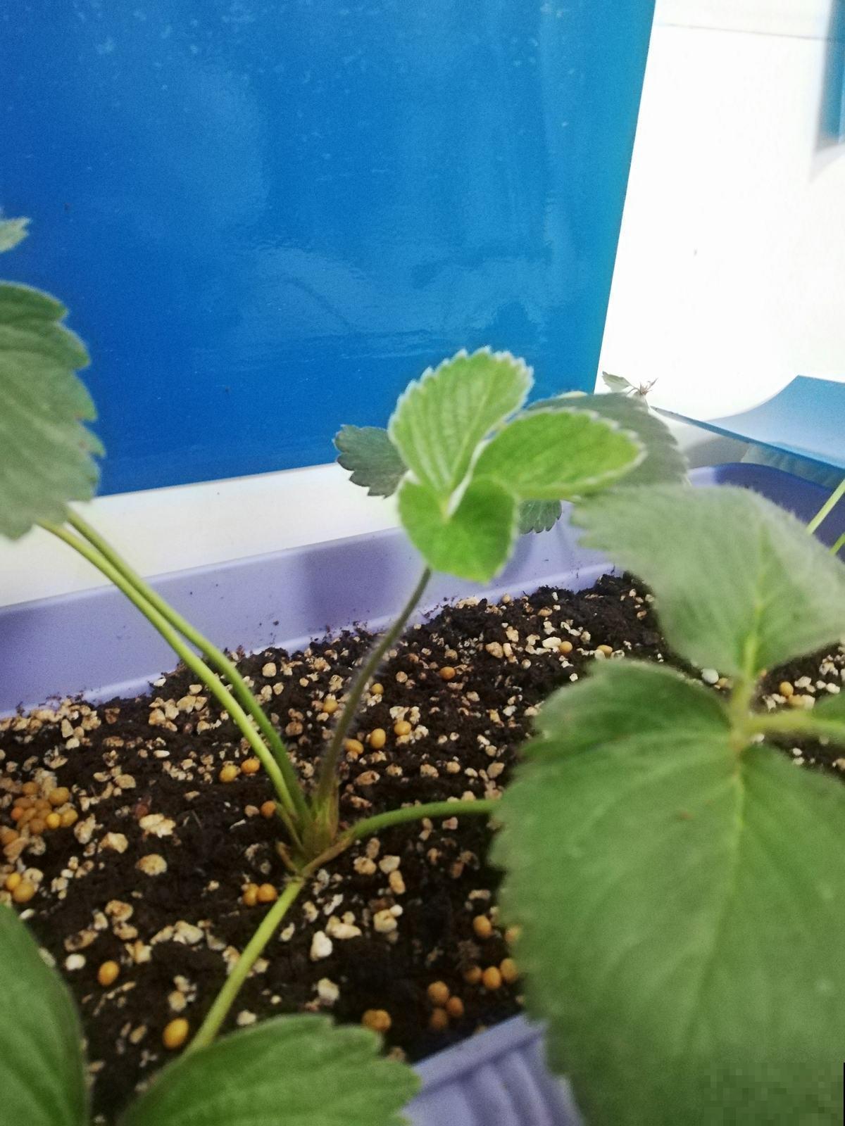在家种这水果，纯绿色有机水果，比外面卖的还甜
