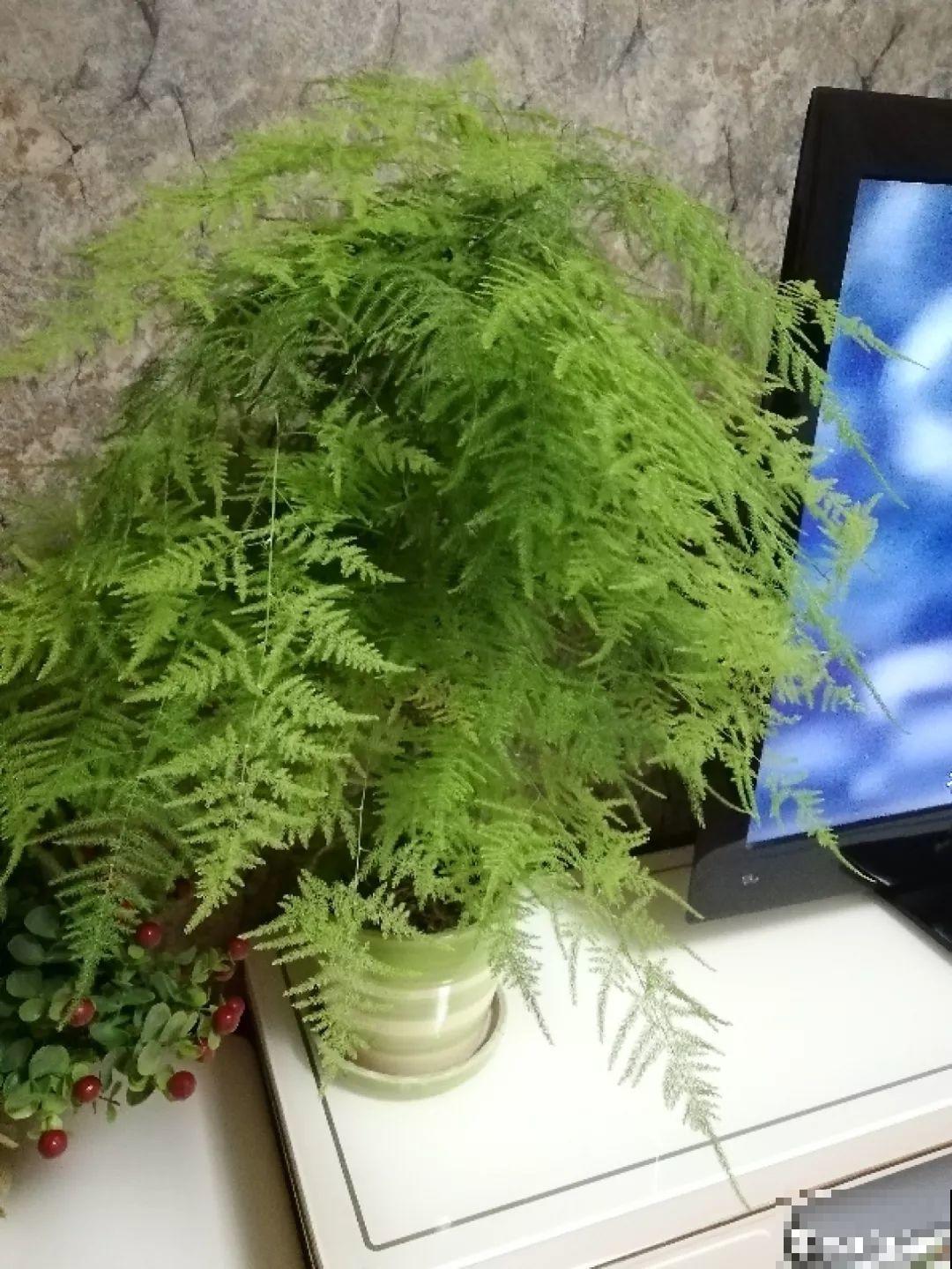 这4种花冬天别折腾，枝条剪错了，小心来年不开花！