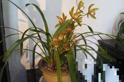 像秋冬也惬意赏花？不如种上这花，现在能持续开放将近半年！