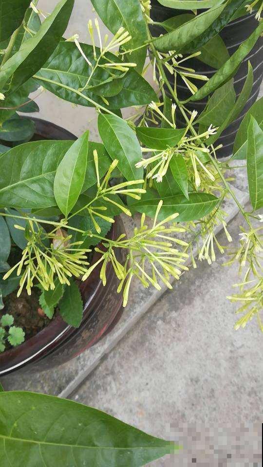 这花一到晚上就很香，闻多了会有害，千万要注意！