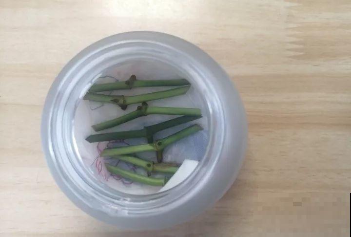 家里有这3种花还买啥，剪根枝条剁8段，沾土3天就发芽！