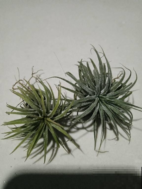 适合摆造型的可爱植物，放在家里很有意境，太喜欢了