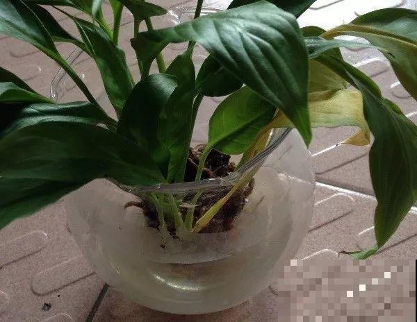 8种花秋冬要穷养，水一多就烂根，再不救只剩空盆！