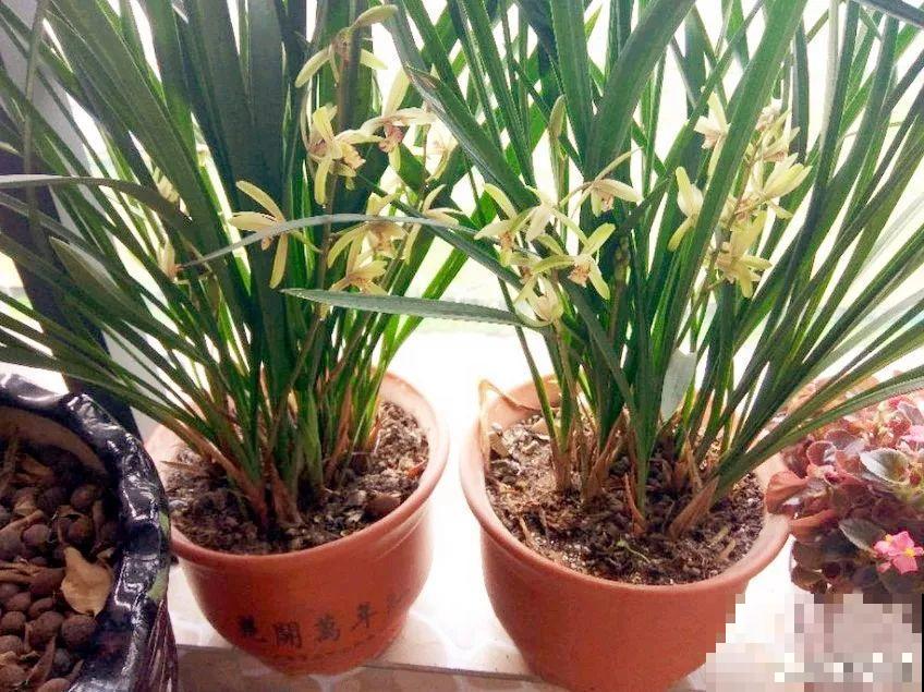 这花公认难养，冬天放外面冻20天，立马开花！