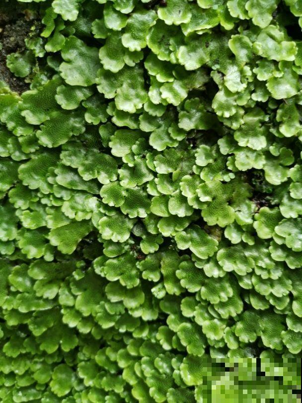 难怪农民伯伯喜欢在家种苔藓植物，提供氧气不说，还能净化空气
