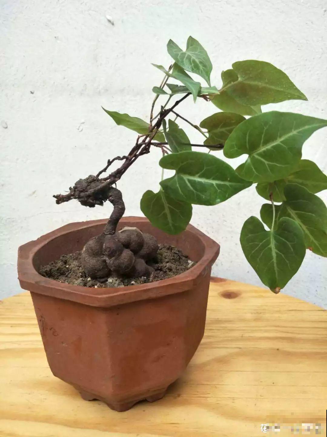 扔路边没人要的花，捡回去养1年，身价翻了20倍！