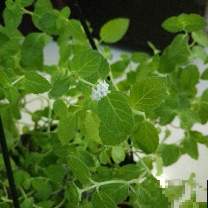 我们常说的薄荷不止一个品种，有的对身体有害，快进来学学