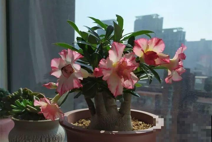 40种常见花，冬天就这么养，叶子绿油油照开不误！