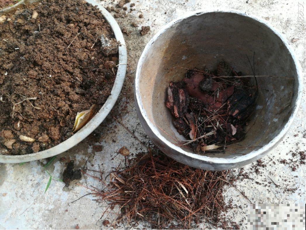 养花别用这种盆，养啥死啥，1棵都不剩！