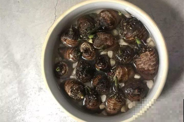 这花长得2米高，拎出来一看，结出30个小芋头！