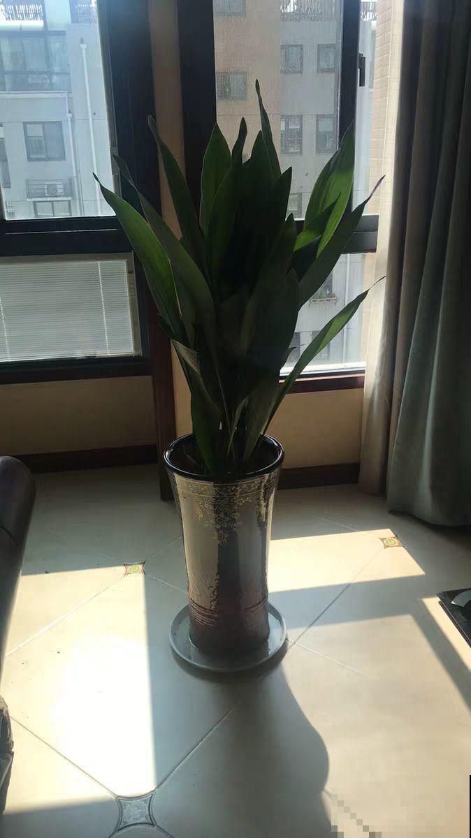 平时丑到没人看得花，一开花就惊艳，长得像只小蜘蛛！