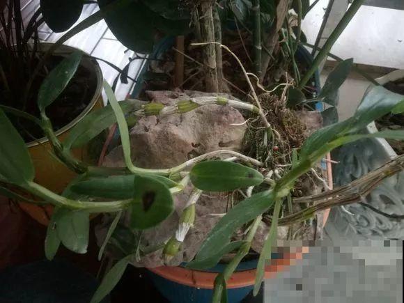 4种花不能用土养，一浇水就烂根，后悔都来不及！