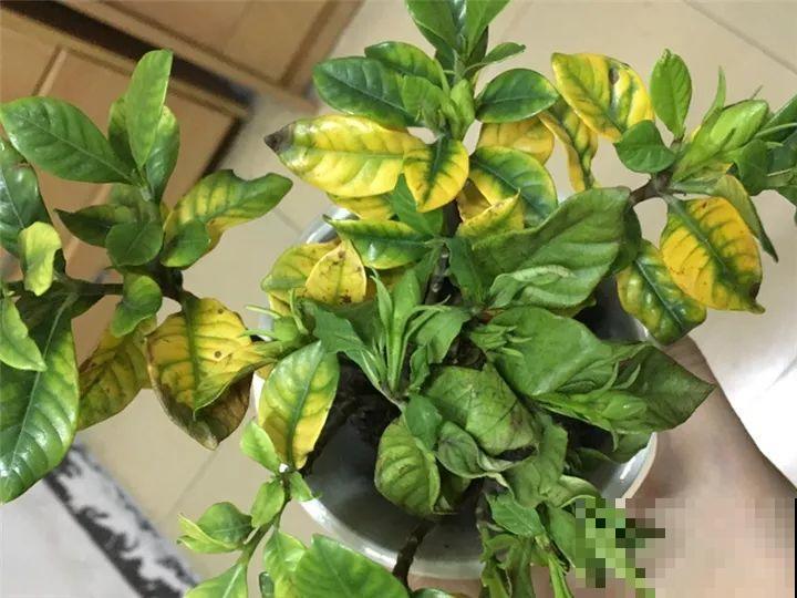 11月逛花市，这10种花还是别买了，养不活浪费钱！