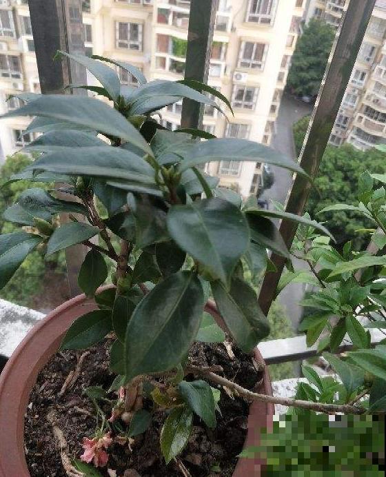 茶花叶子掉不停？4个原因，看看你中了哪一条！
