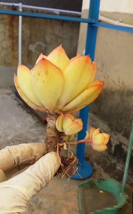 换完盆的多肉越长越小，咋回事？果然错一步毁所有！