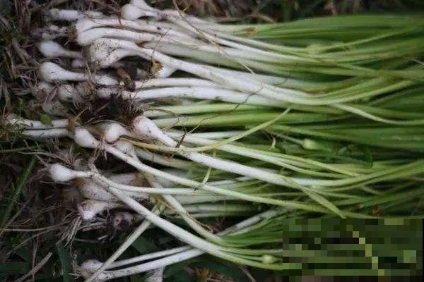 韭菜原来还有野生的？路边看见了别随便吃，不然有你后悔的！