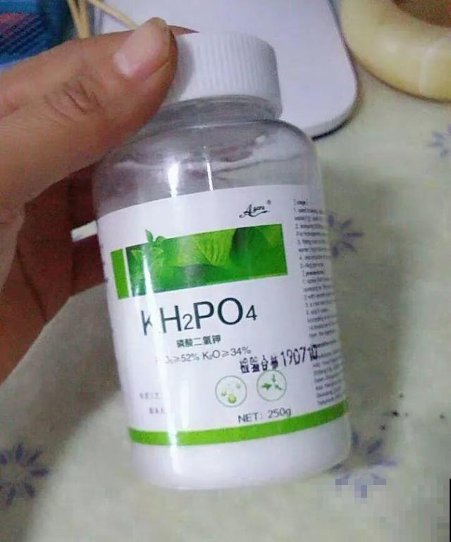 给花喂点抗冻肥，叶子又肥又绿，越长越有劲儿！