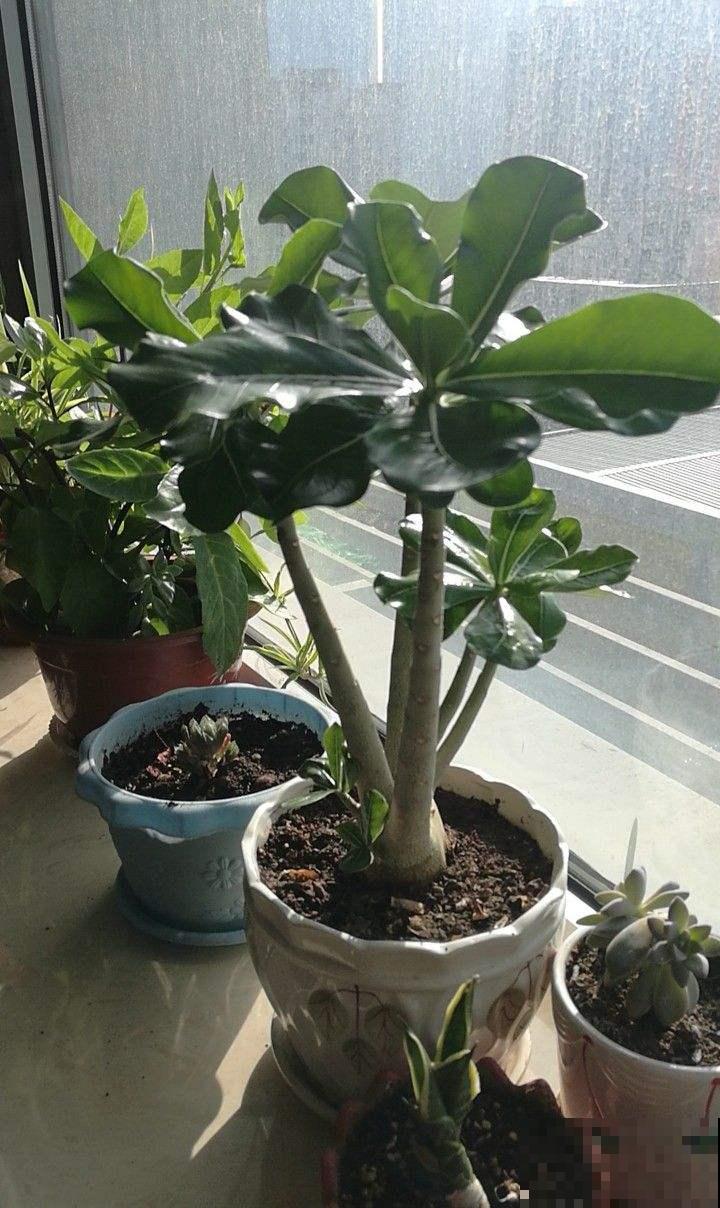 这花特好养，不过要想养出这境界可不容易，看看你家的够格吗？