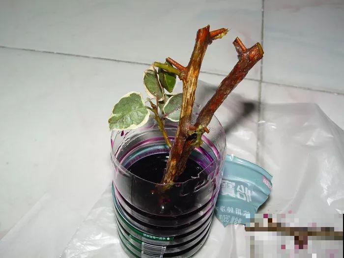 这花冬天容易死，赶紧扦插备份，小心一个冷风就吹没了！