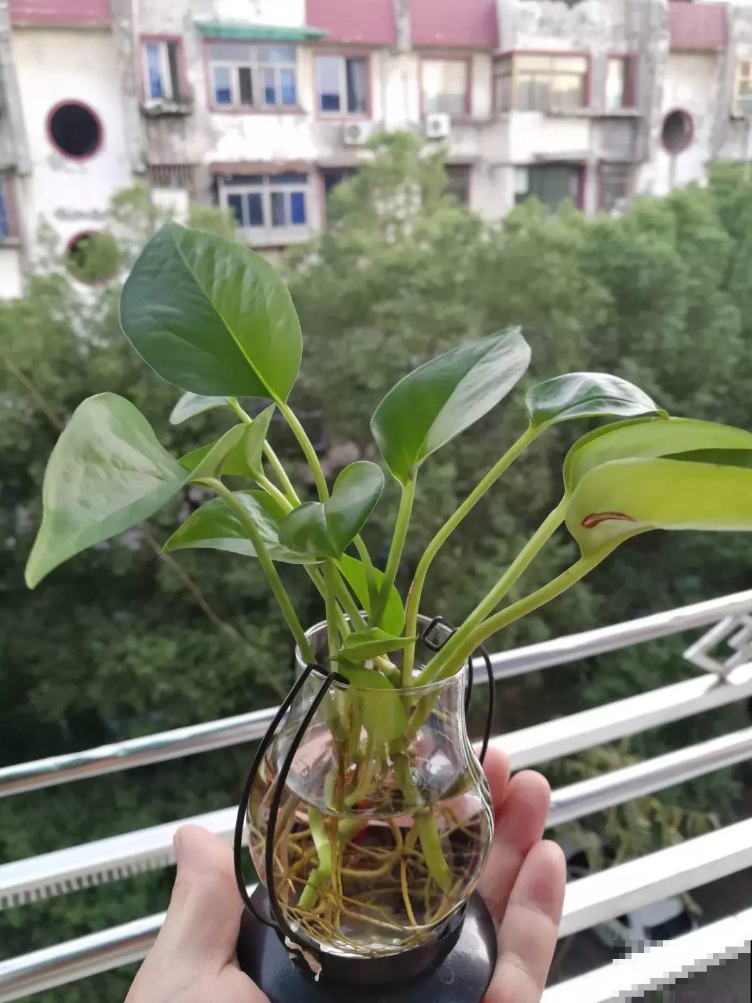 垃圾桶里捡到这3种花，剪一剪叶子就活，再也不用买花了！