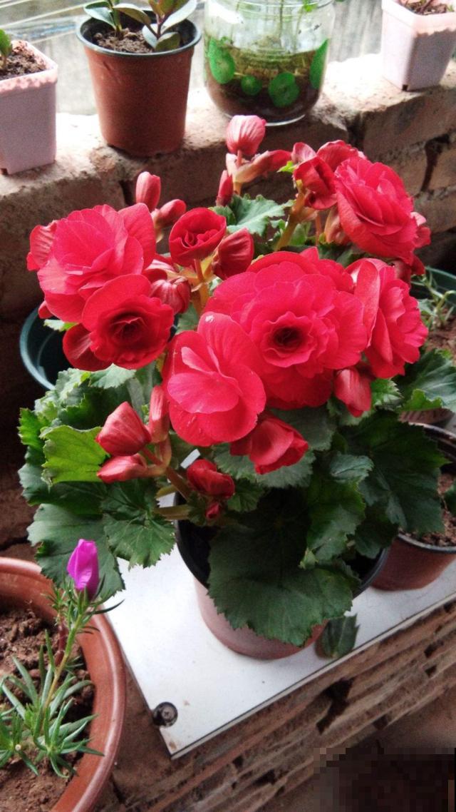 12月也想赏花，这种冬花植物赶紧养一盆，陪你度过五彩斑斓的冬