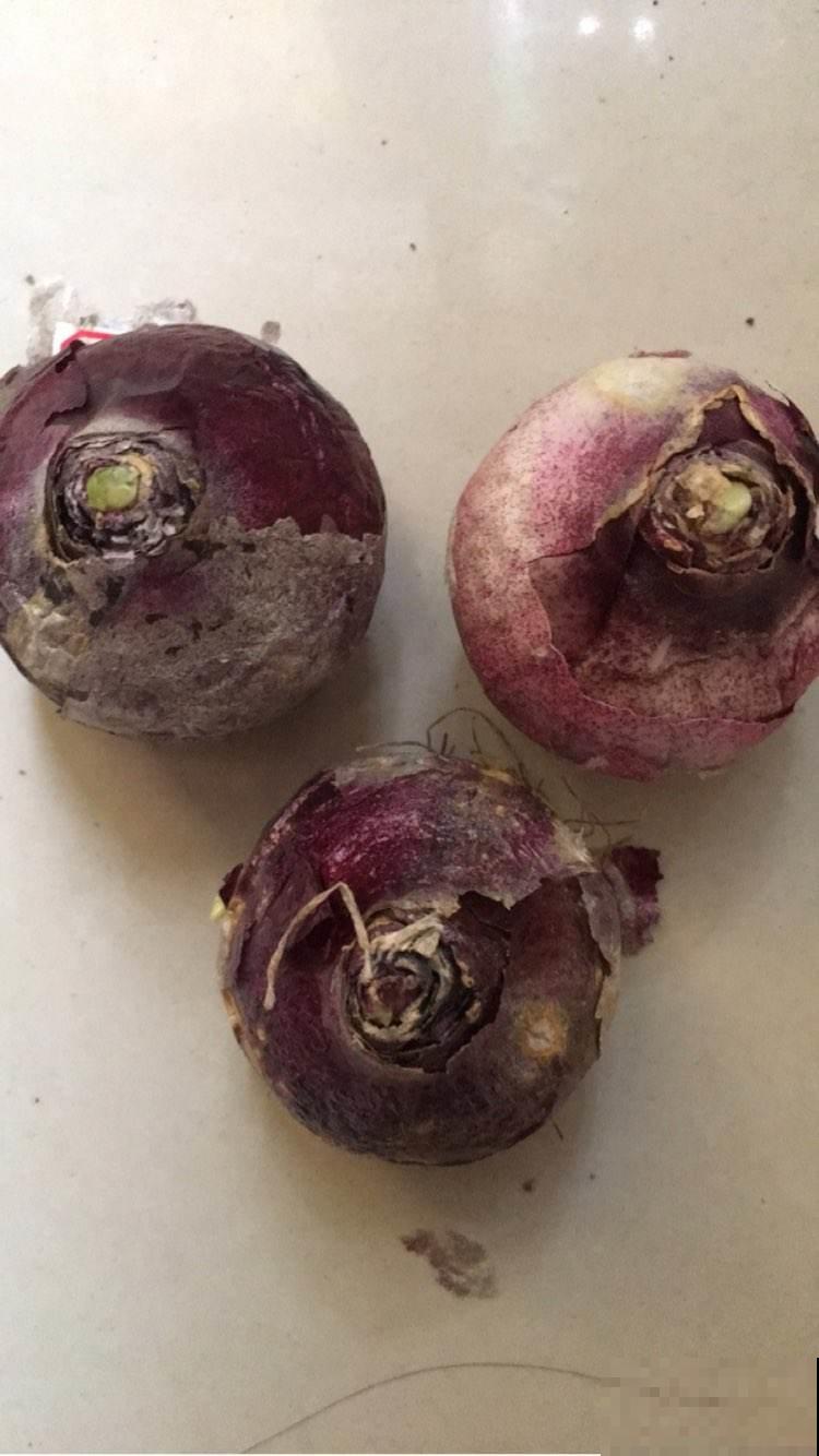 双十一买花，就认准这3种，现在养刚好过年就能开！