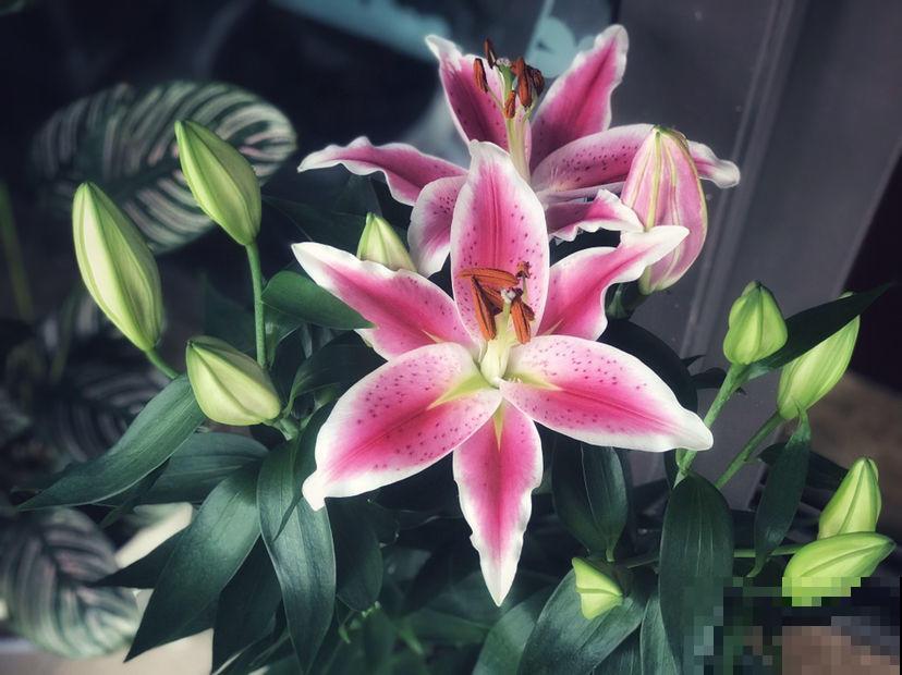 家里有百合，养护种球是关键，种球好了爆盆不难