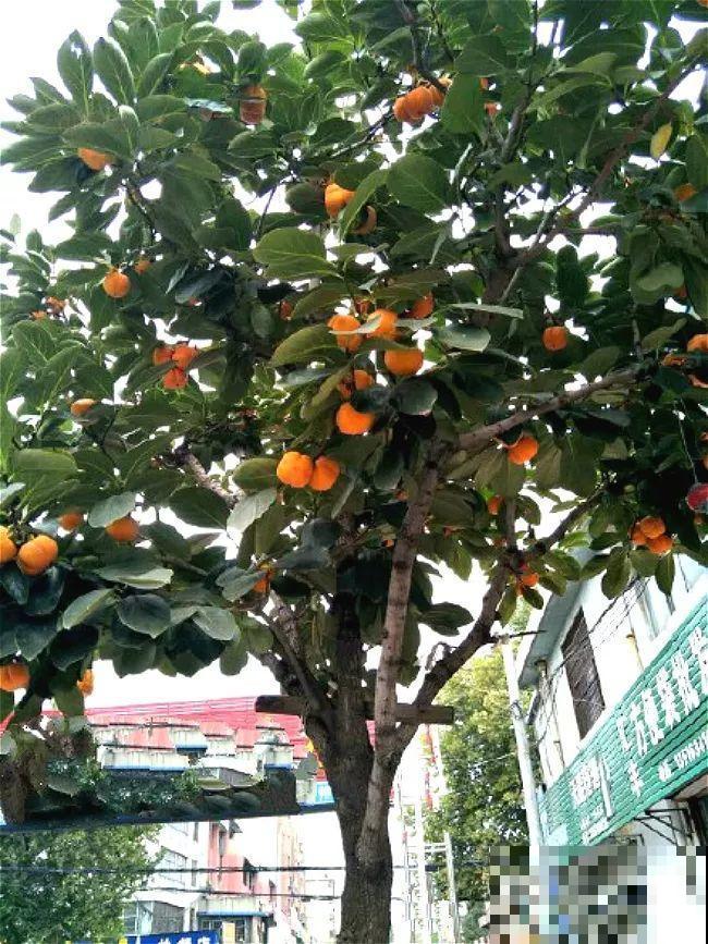 好吃的水果都长在路边，满枝金黄，忍不住想偷摘一个！