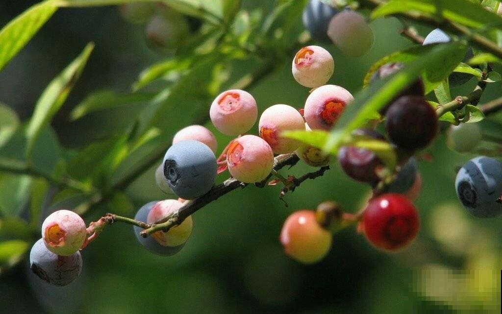 在家找个花盆种蓝莓，收获满满一大盆，还可以晒成干