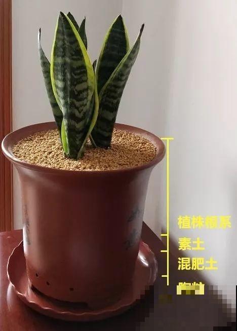 这6种养花底肥，埋一次管用大半年，秋天换盆少不了！