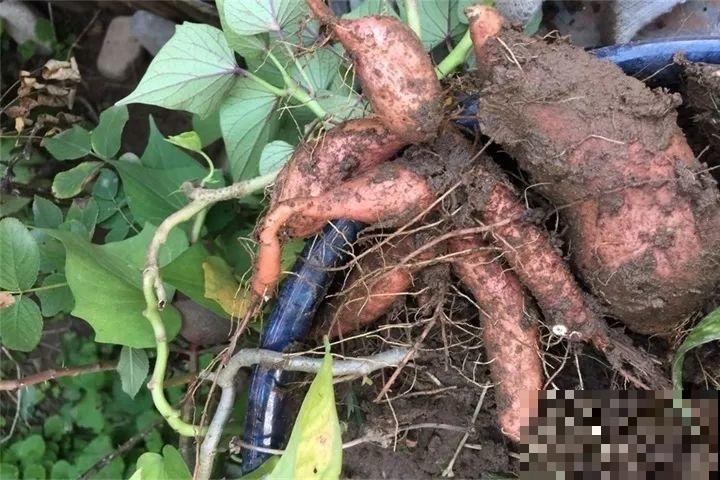 发芽的土豆先别扔，切块埋土里，仨月收获一箩筐！