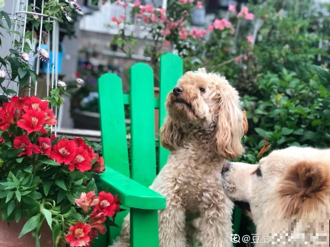 不同季节种不一样的花，这样的院子，才是我心中的世外桃源！